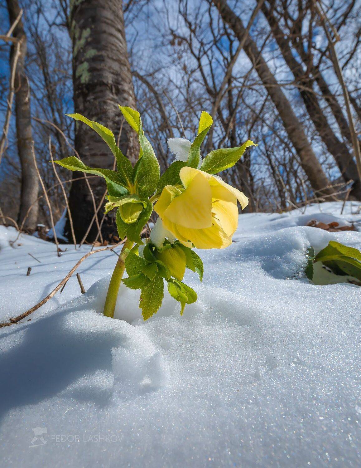 северный кавказ, карачаево-черкесия, цветок, первоцвет, снег, в лесу, зимовник, морозник кавказский, днём, жёлтый, снежное, весна, флора, крупный план,, Лашков Фёдор