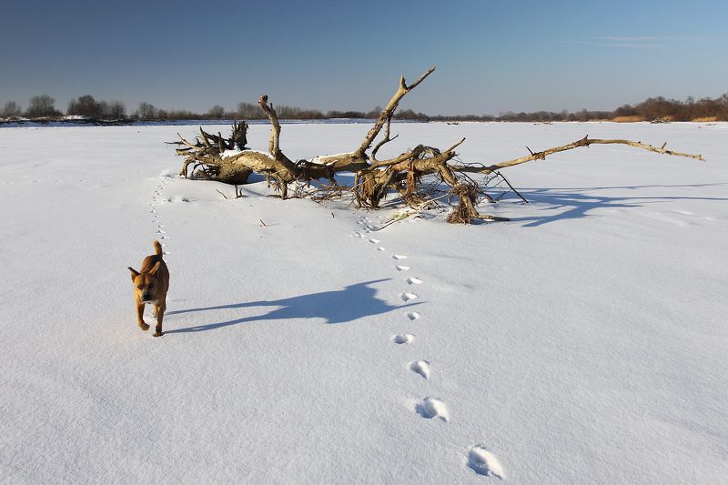 Прогулка с Рыжиком фото превью