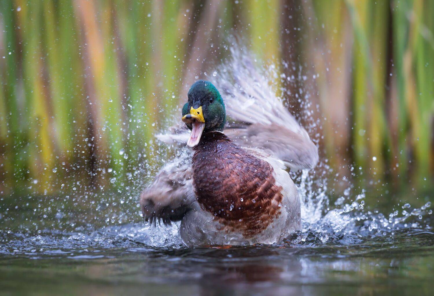 , Евгений Фруман