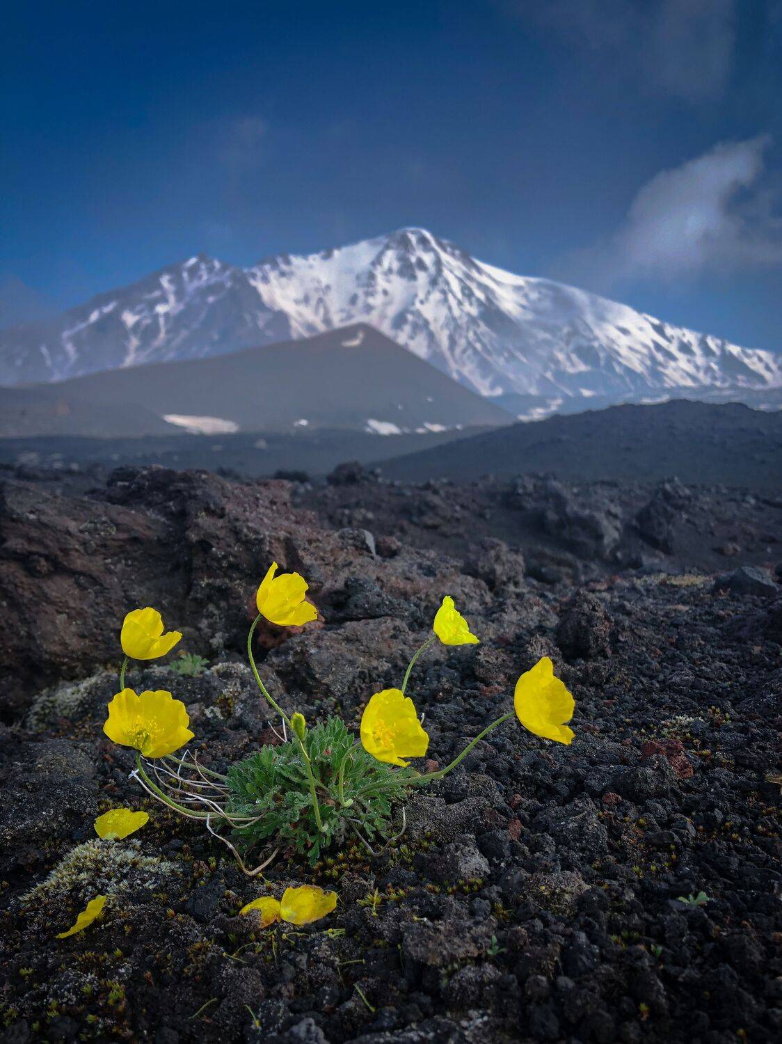 пейзаж, камчатка, природа, путешествие, цветок, landscape, kamchatka, nature, travel, flower, Бравичева Анастасия