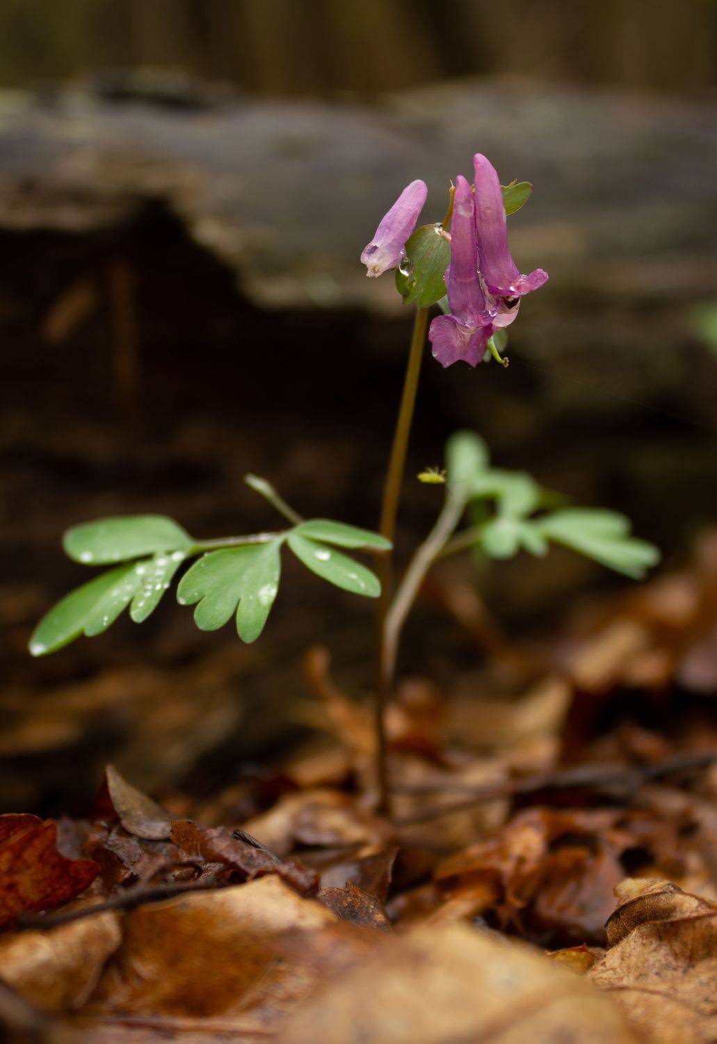 цветы, природа, Ольга Бонина