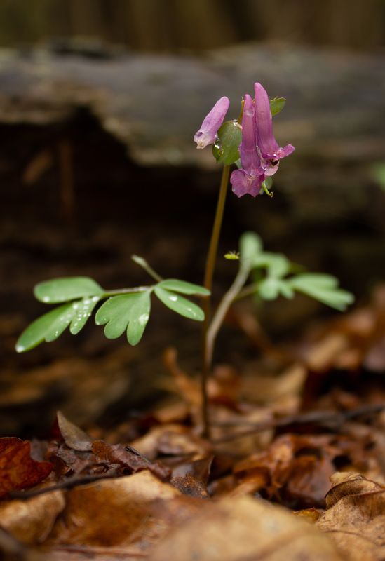 цветы, природа  фото превью