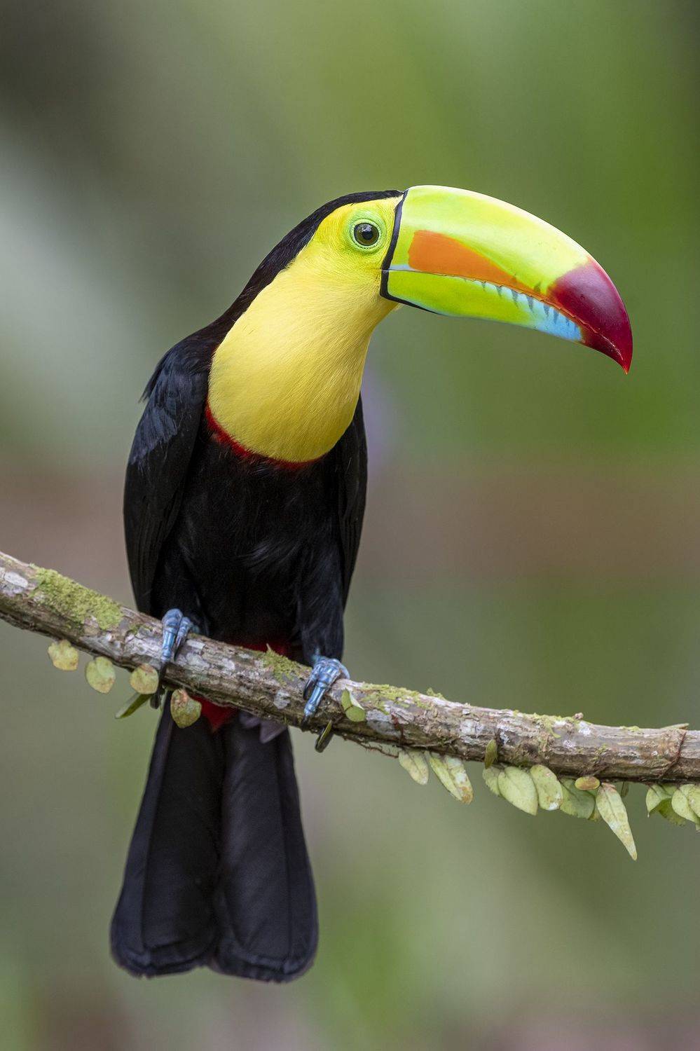 , Fernando Burgalin Sequeira