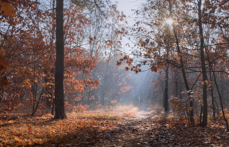 лес осень октябрь утро рассвет лучи дубы Последнее утро октября фото превью
