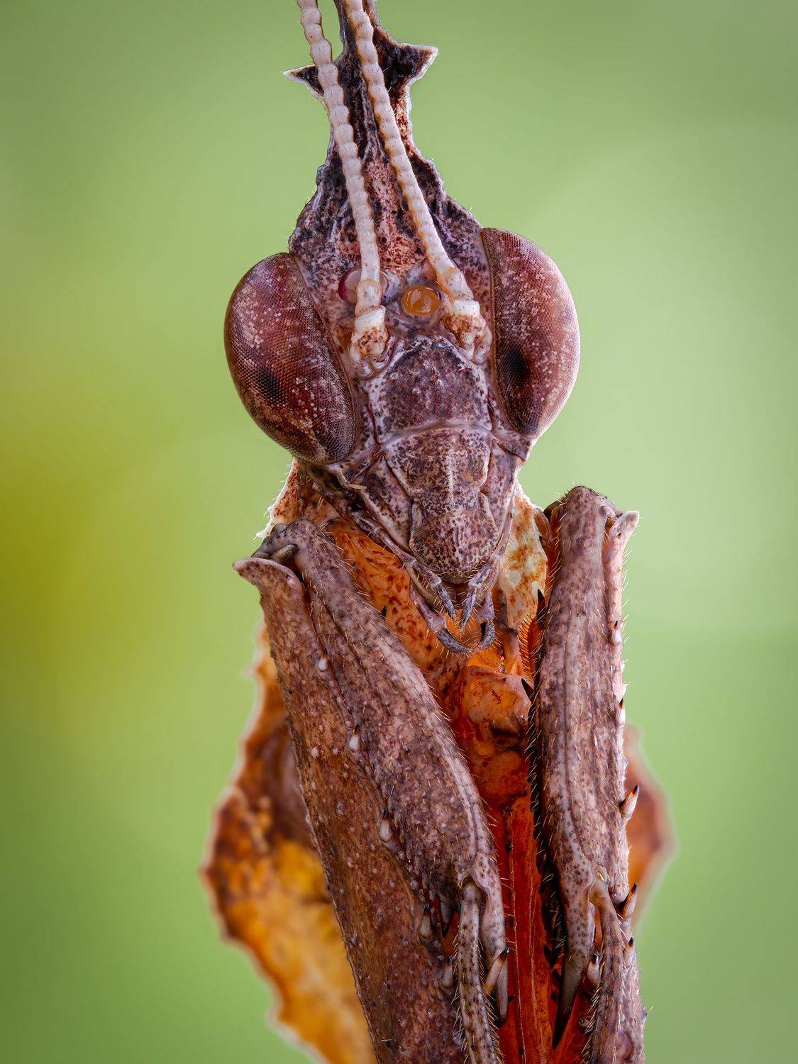 irass, waledzik, nat geo, olympus, close up, macro, extreme macro, макро, Ireneusz Irass Walędzik