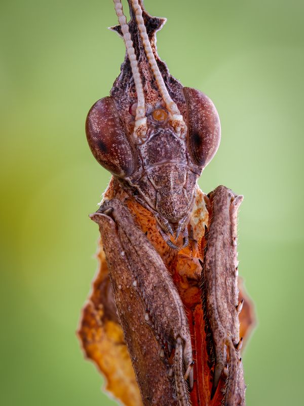 irass, waledzik, nat geo, olympus, close up, macro, extreme macro, макро Phyllocrania paradoxa. фото превью