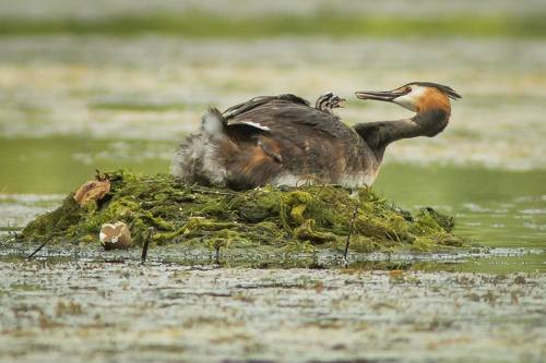 Родительские хлопоты