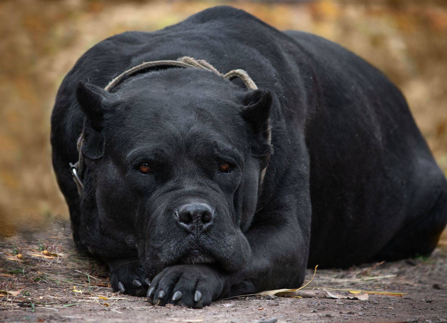 , Алёна Данильчук