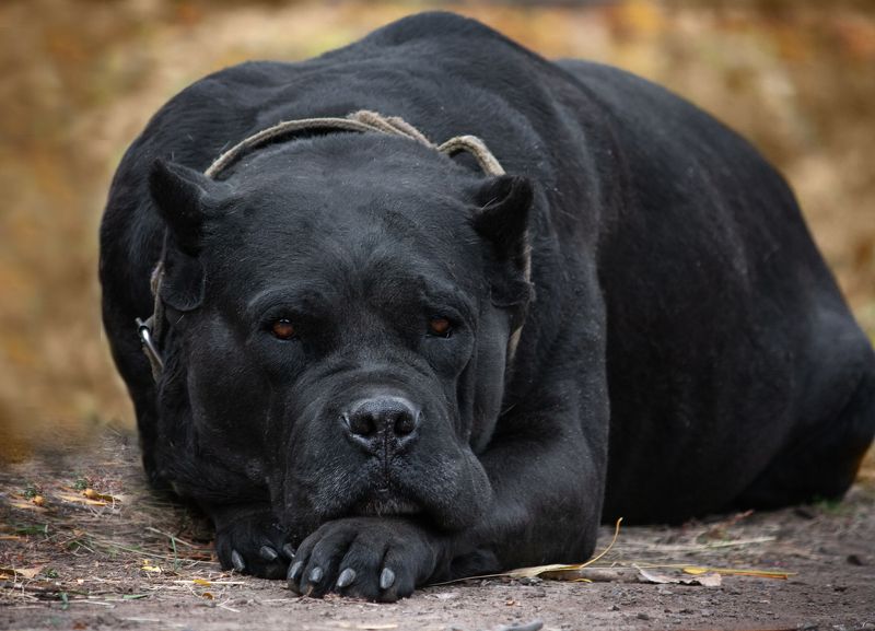 Мудрый взгляд. фото превью