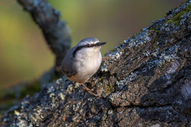 птица, поползень, лес, поползень.. фото превью