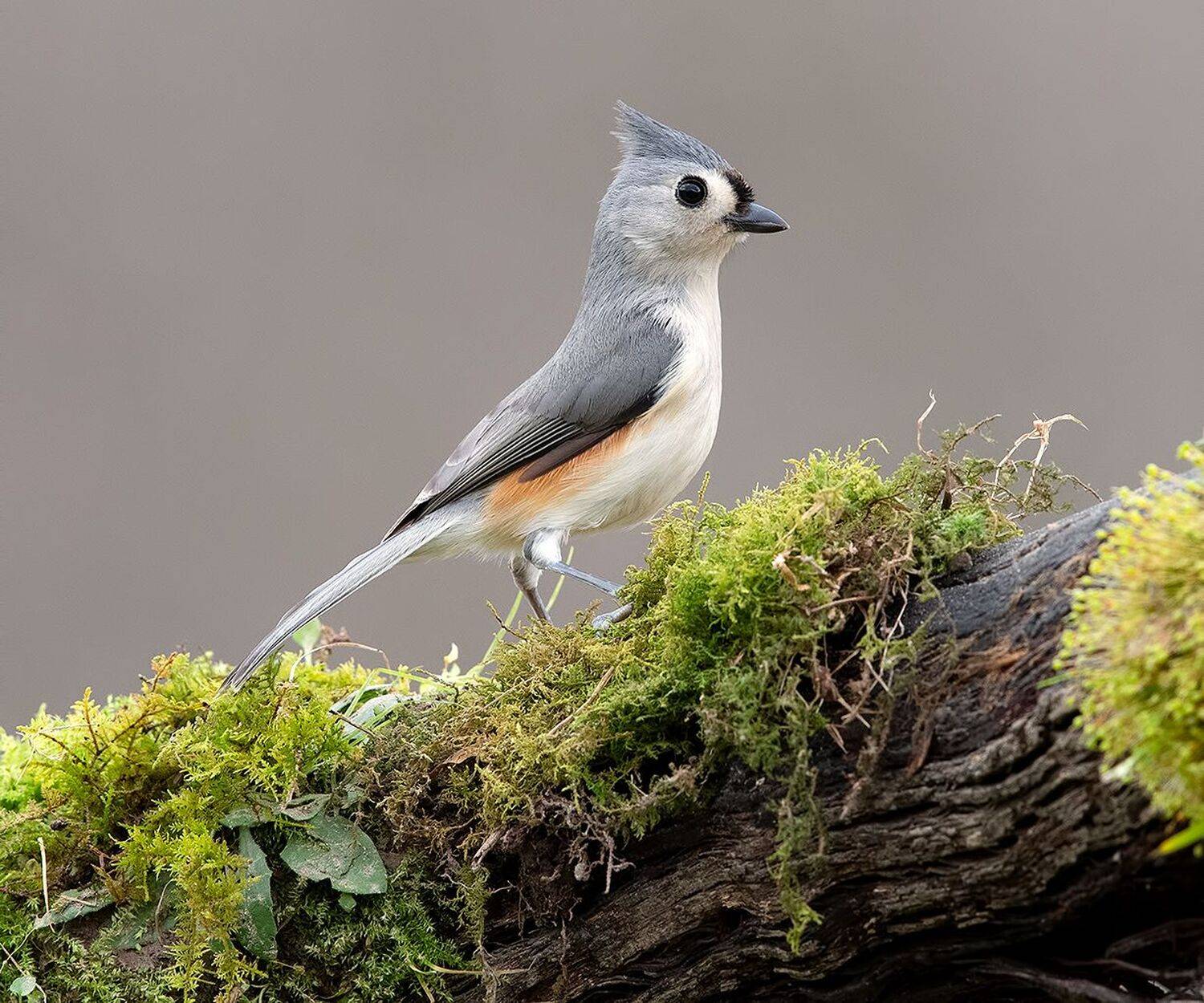 tufted titmouse, острохохлая синица,  синица,  titmouse,  зима, Elizabeth Etkind