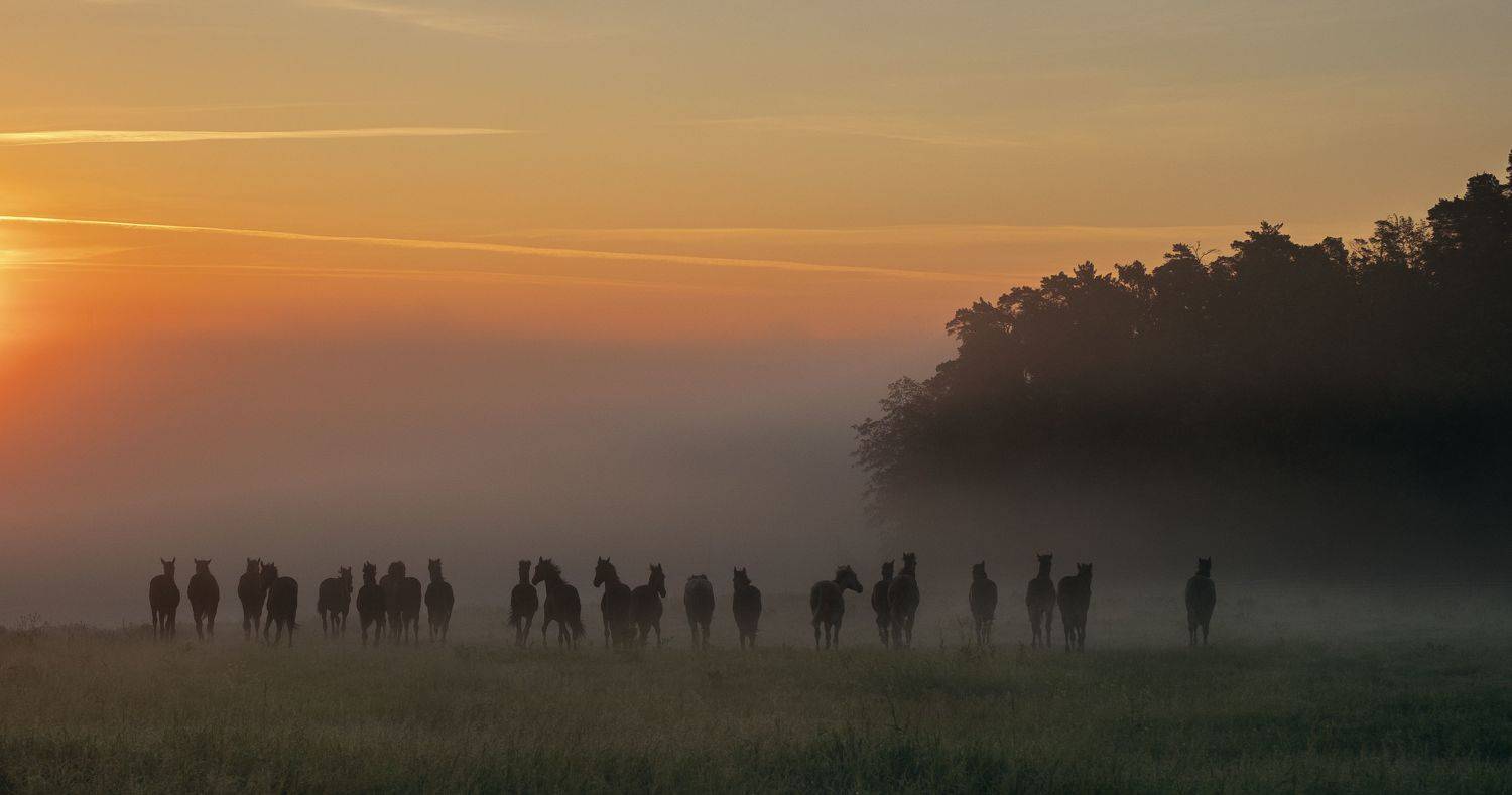 , Дмитрий Демидов