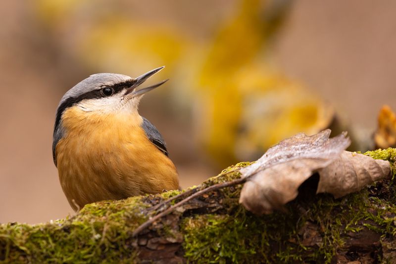 Nuthatch фото превью