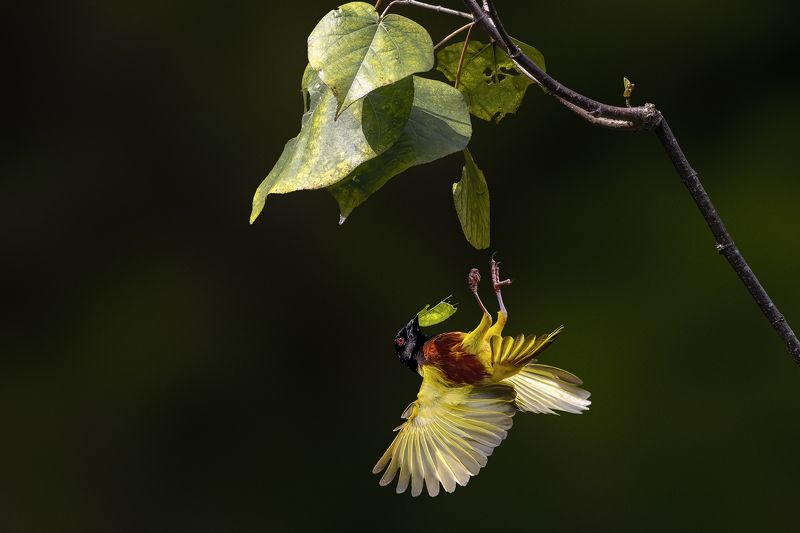 Wildlife, bird, Malkoha, Bird with prey, outdoor, nature, bird photography, colorful, BIF, Bird in Fly, Action, Motion Falling Down фото превью