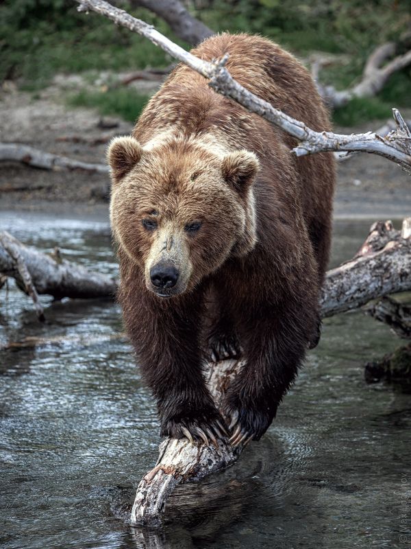 Медведица на рыбалке фото превью