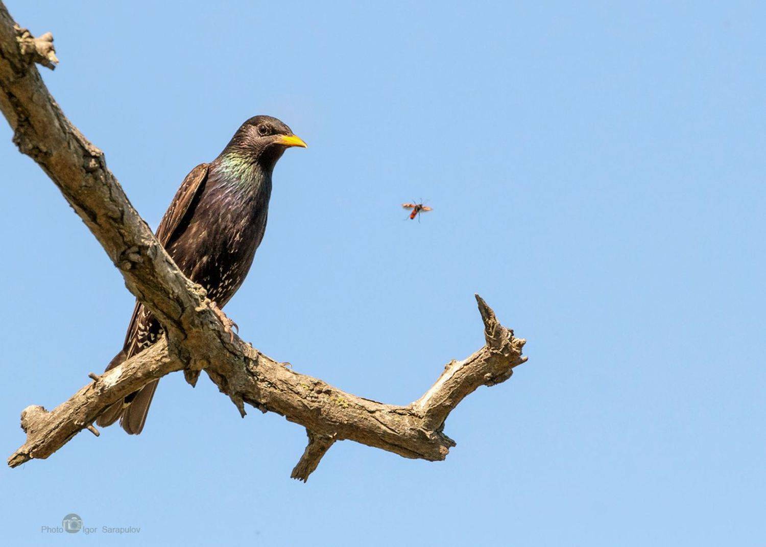 насекомое, жук, вингсьют, wingsuit, полёт, летать,   скворец,  sturnus vulgaris, наблюдать, сидеть, любопытствовать, curious, птица, природа, краснодарский край, тамань, фотоохота, воздух,   вид,   концепт,, Сарапулов Игорь