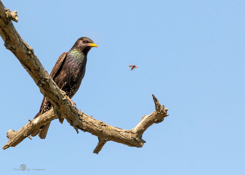 насекомое, жук, вингсьют, wingsuit, полёт, летать,   скворец,  sturnus vulgaris, наблюдать, сидеть, любопытствовать, curious, птица, природа, краснодарский край, тамань, фотоохота, воздух,   вид,   концепт, Рискованный вингсьют фото превью