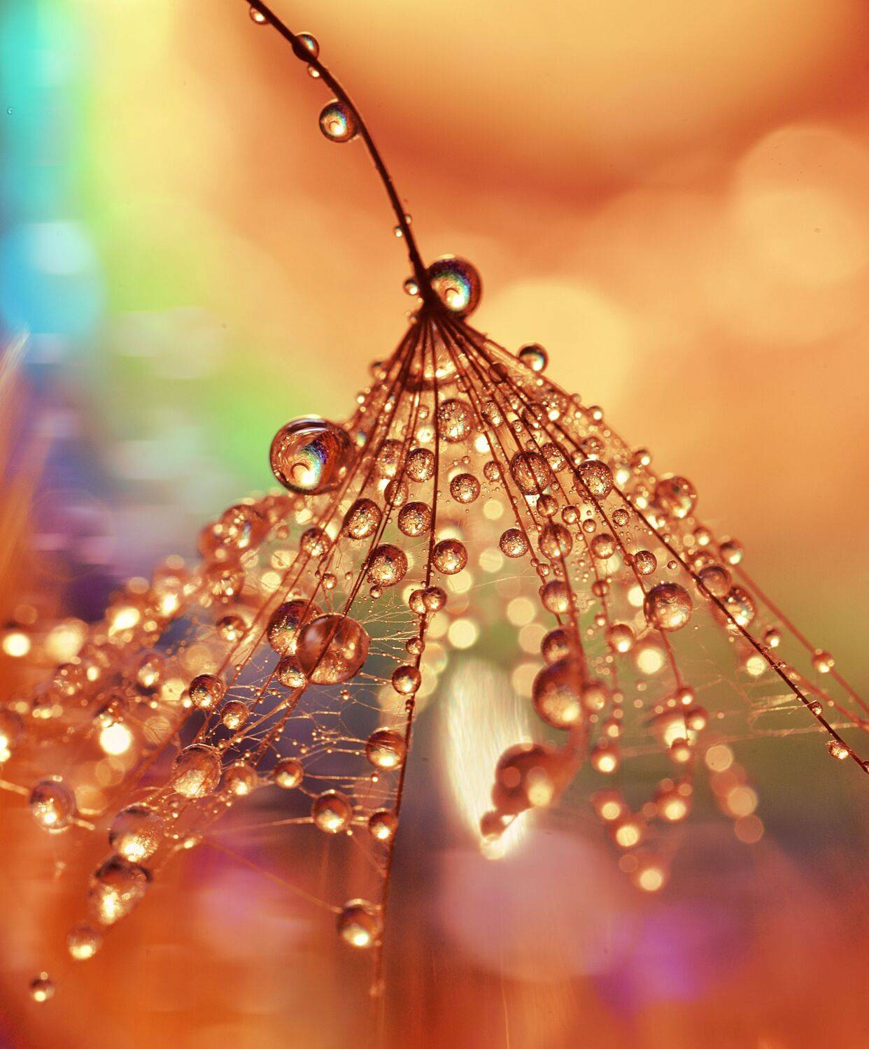 , Лапшина Владлена