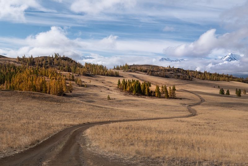 Бежевый бархат Курайской степи фото превью