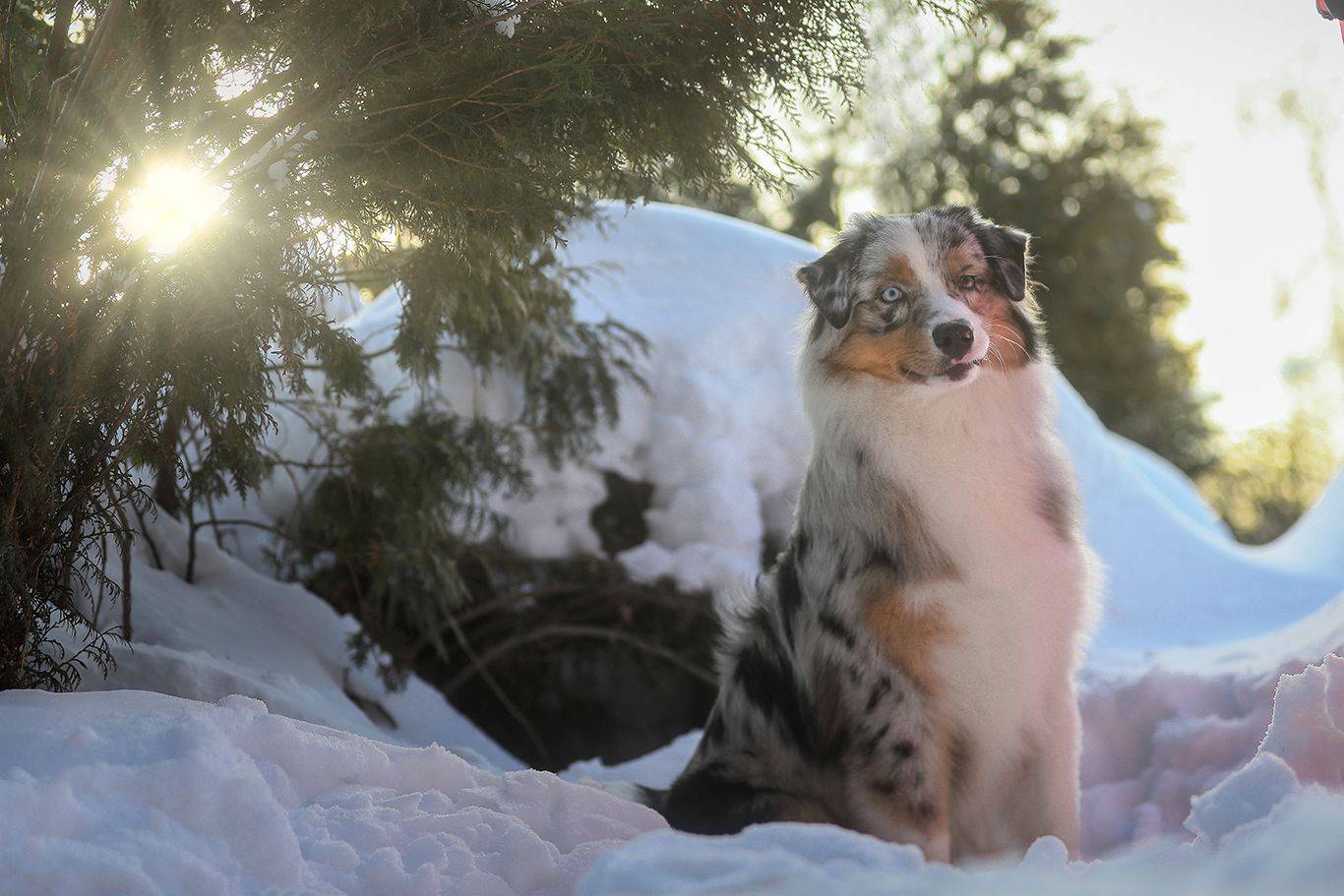 , Андрей Ершов