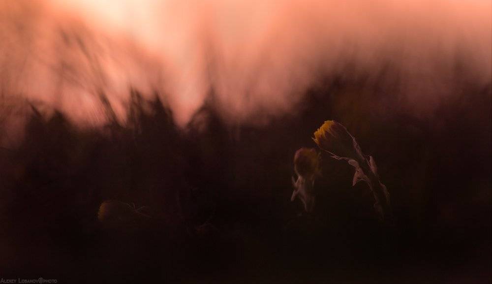 Закат, Мать и мачеха, Alexey Lobanov