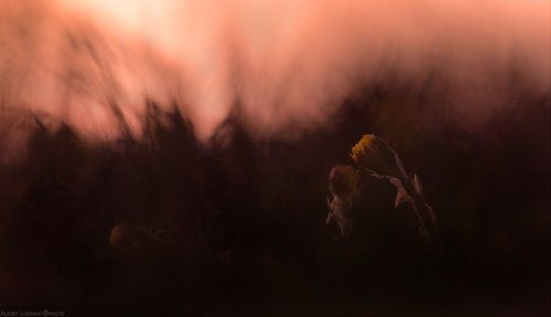 Возвращайся завтра