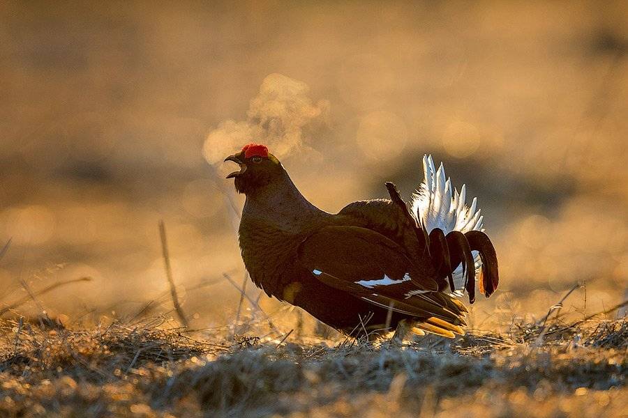 , Сергей Иванов