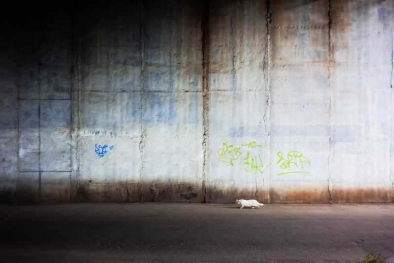 Кот у стены фото превью