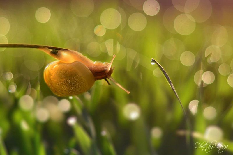 Когда утром Рози. фото превью