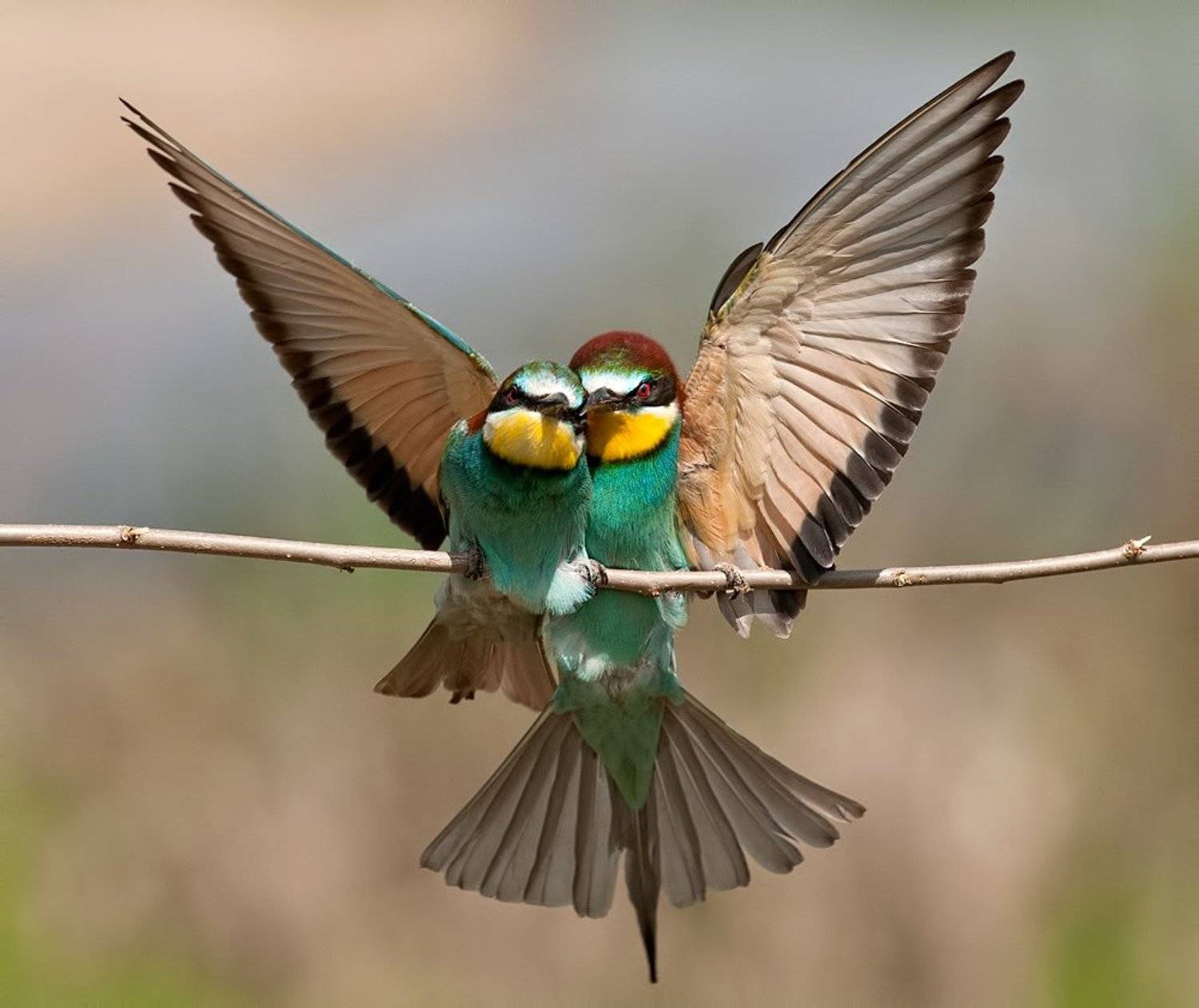 , Петьо Илиев