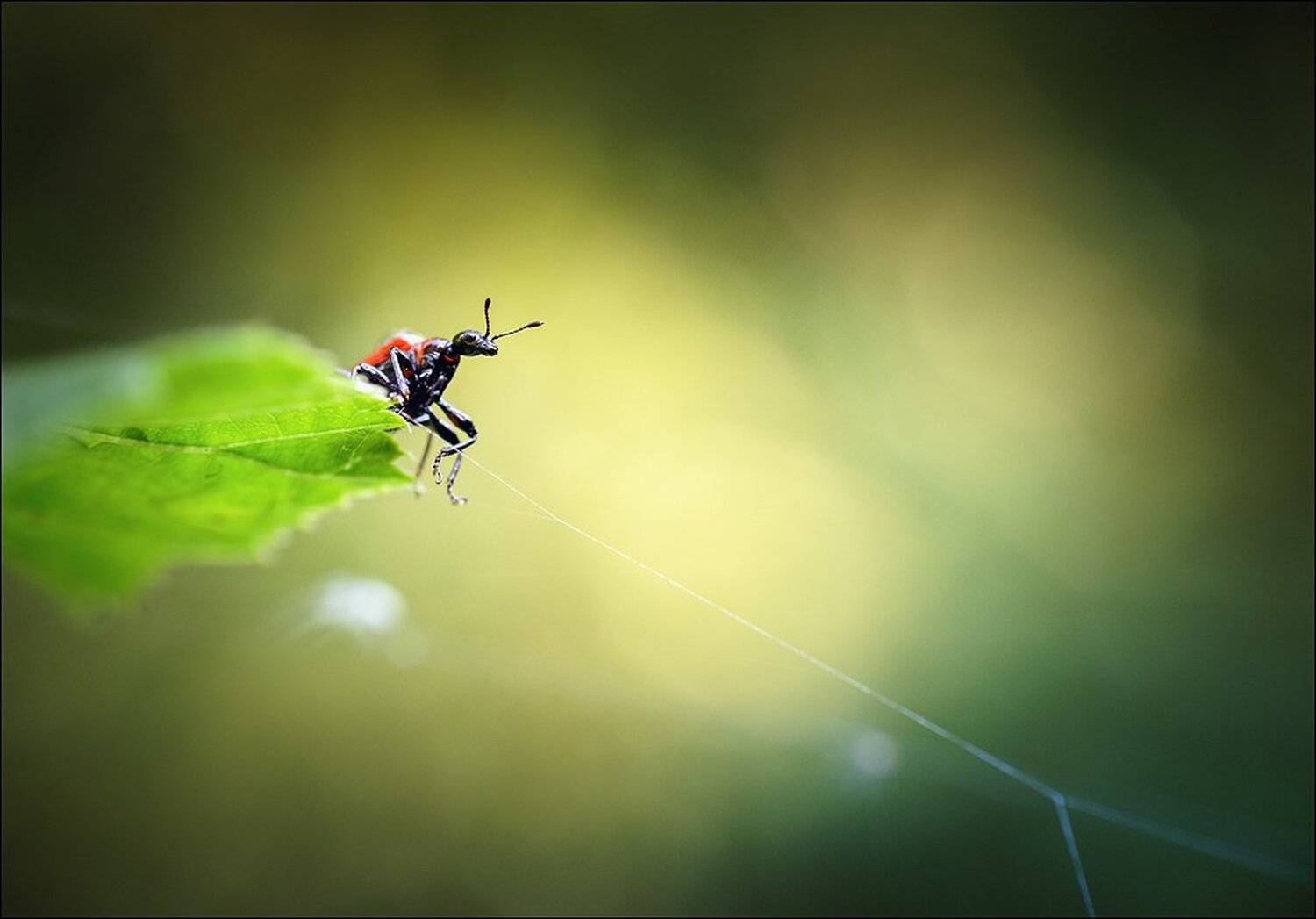 макро, макро мир, макро-красота, Александр Чорный