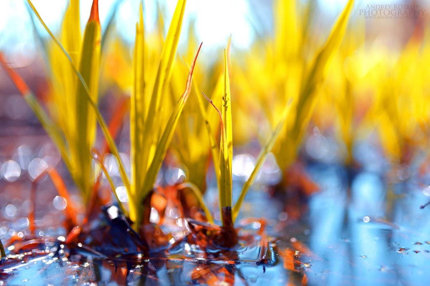 , Андрей Козлов