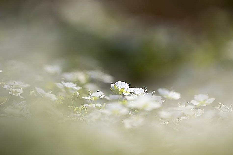 , Иваненко Светлана