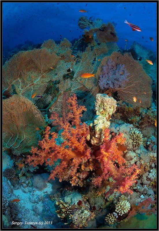 красное, море., мягкие, кораллы. Reef. фото превью