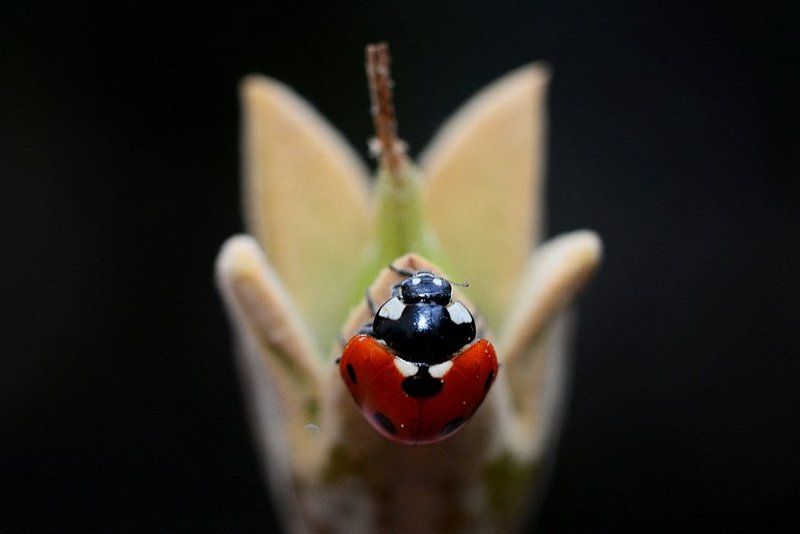 lal фото превью