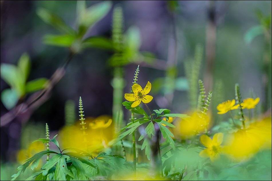 , Бурлов Андрей