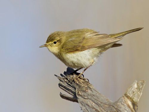 Phylloscopus collybita