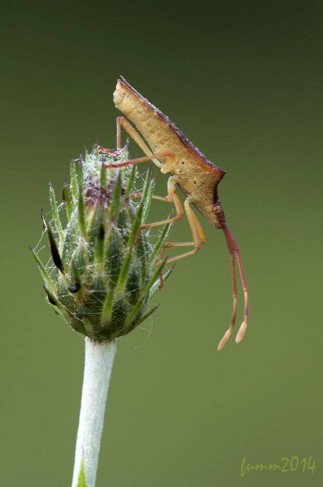 , Игорь ФУММ