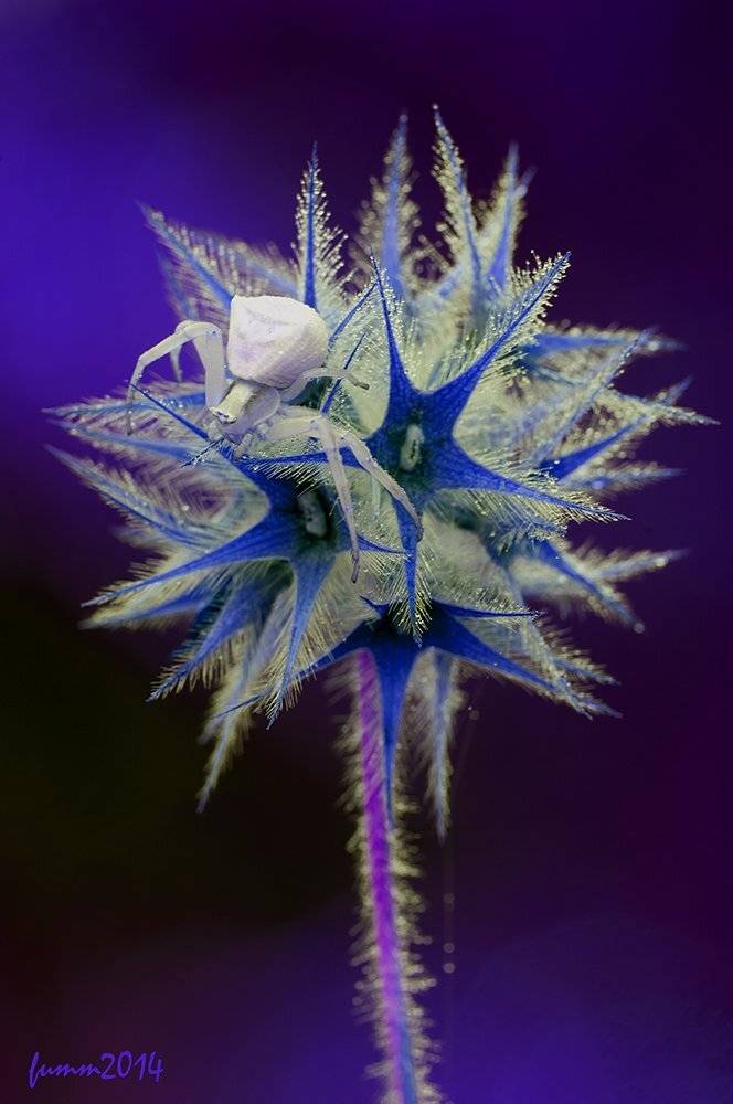 , Игорь ФУММ