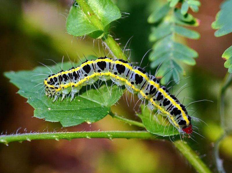 Closeup, Lao, Laos, Macro, Лаос, Макро *** фото превью
