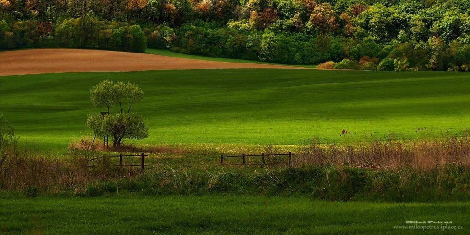 , Milo&scaron; Petru&scaron;