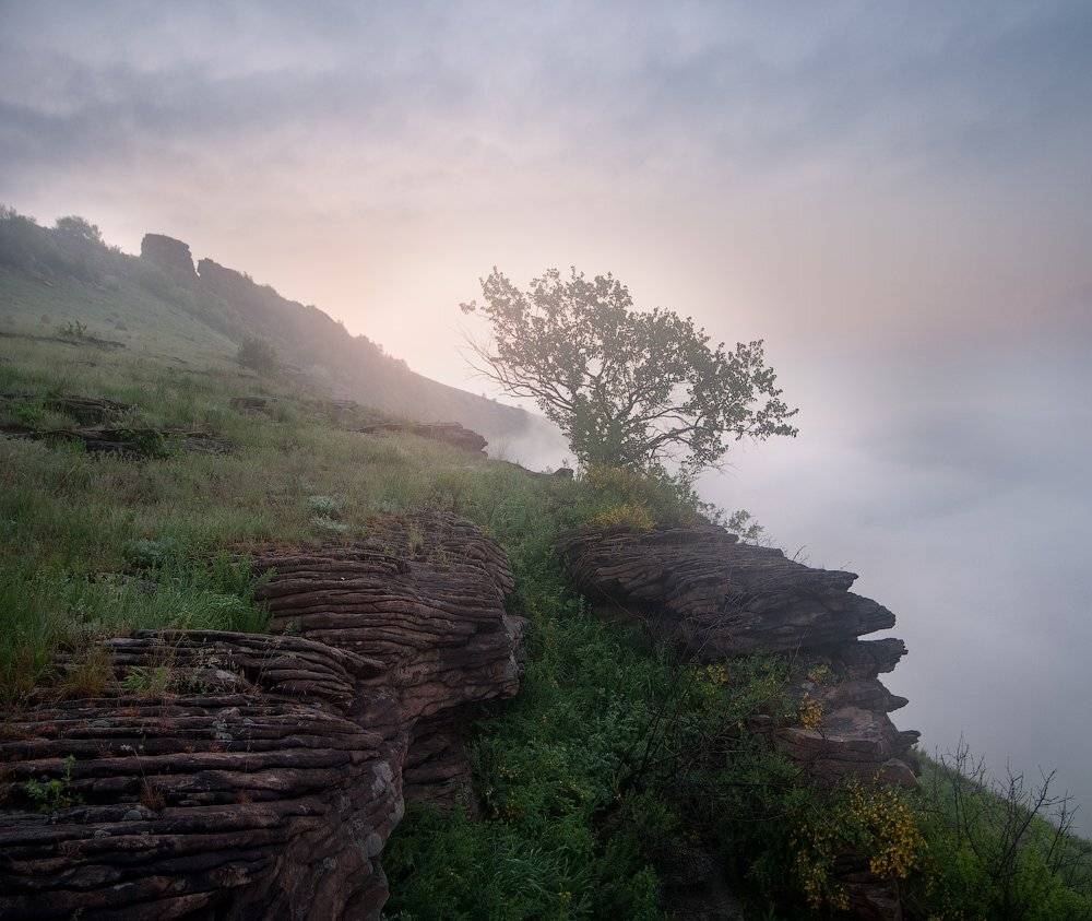Дерево, Луганск, Перевальск, Туман, Дитковский Евгений