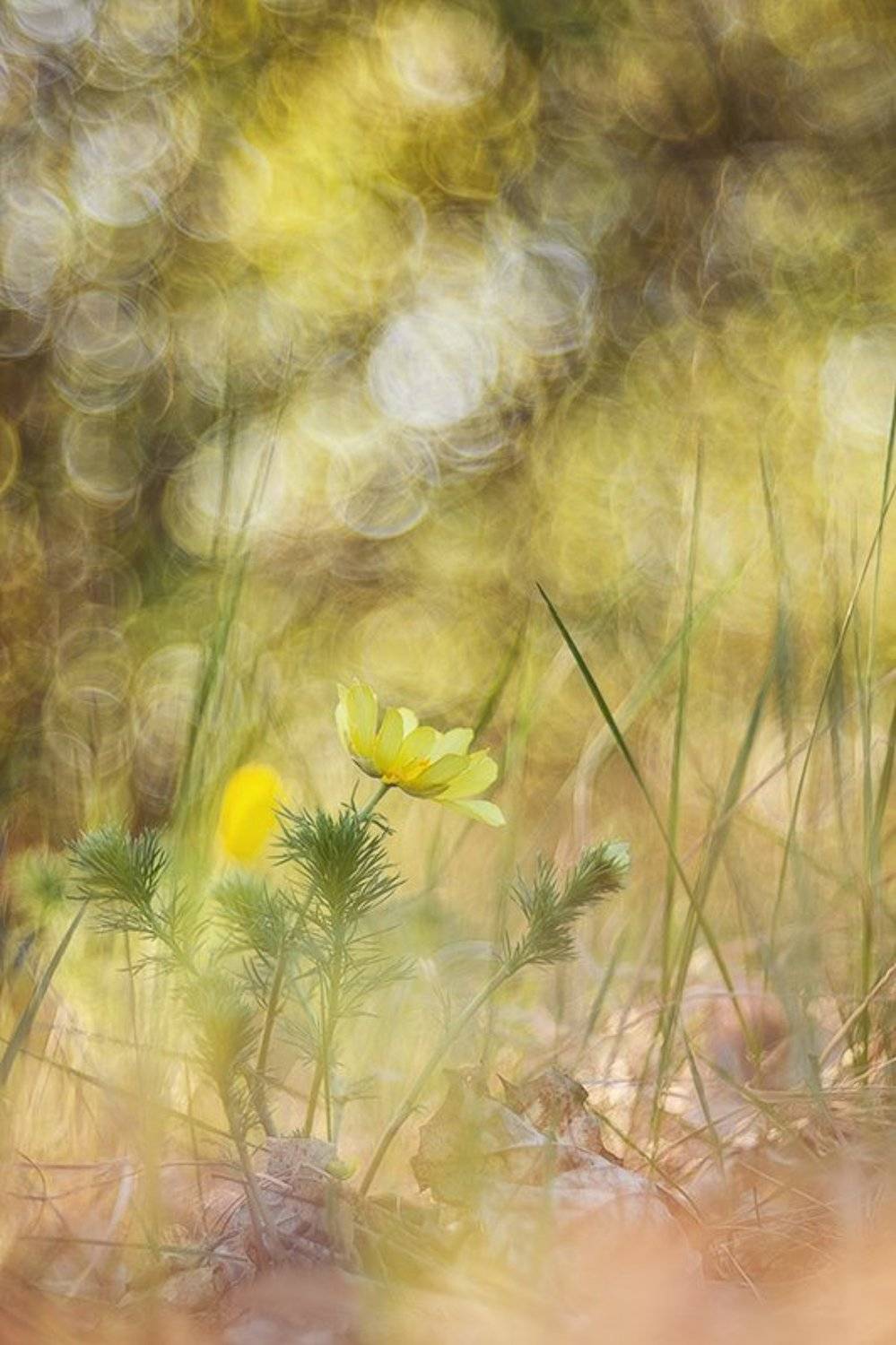 горицвет, адонис, Юлия Втюрина