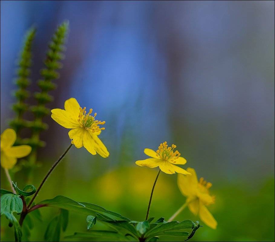 , Бурлов Андрей