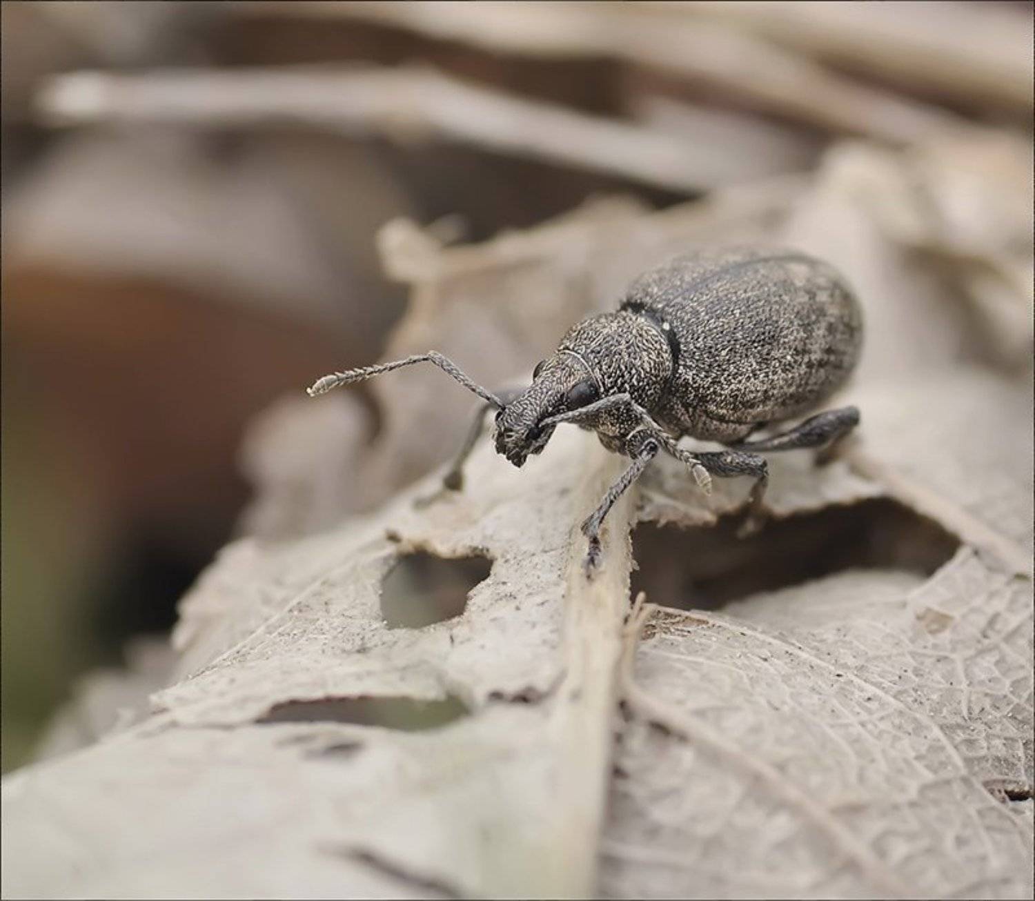 , Андрей Осокин