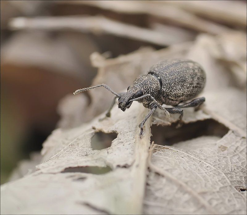 Майская нежность... фото превью