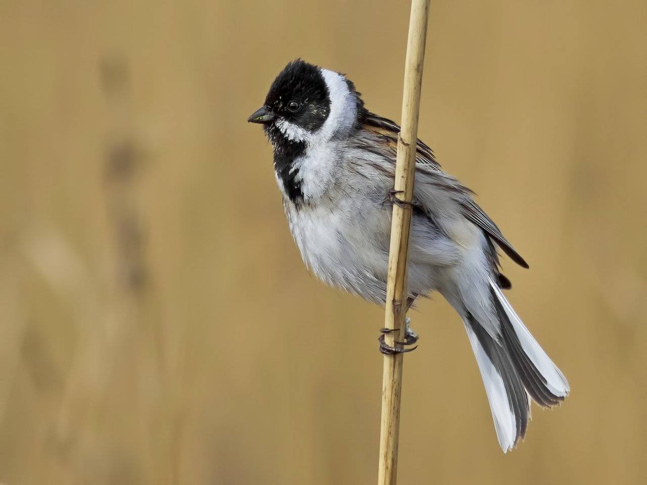 Камышовая овсянка, Ляпустин Юра