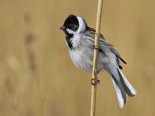 Камышовая овсянка (Emberiza schoeniclus).