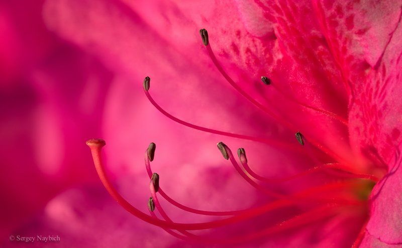 Весна или все на один пестик ))) фото превью