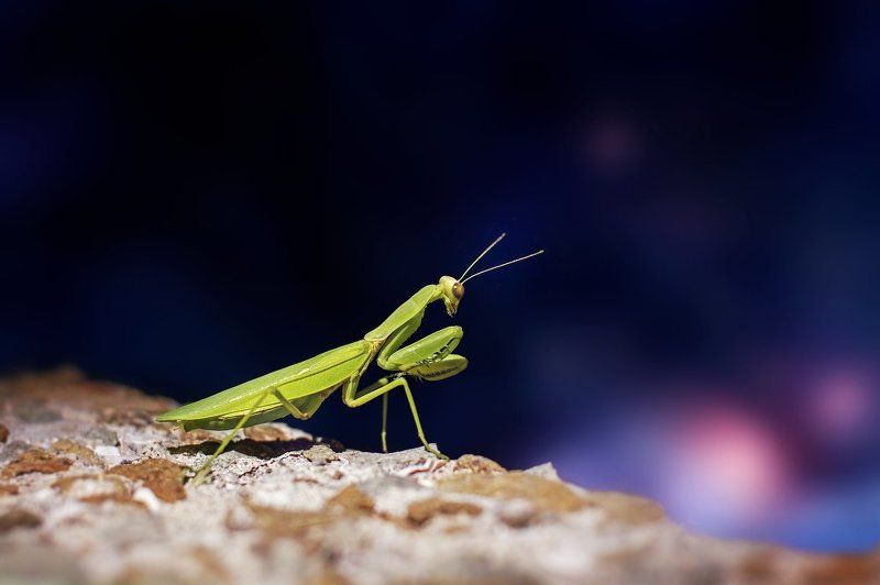 Богомол фото превью